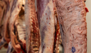 Beef carcasses hanging in cooler during meat storage and aging process