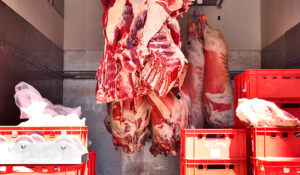 Beef carcasses loaded for meat shipping and return delivery to producers