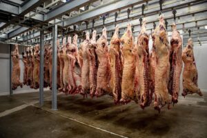 Beef carcasses hanging in a refrigerated cooler during professional meat processing services at Harvester Meat Company